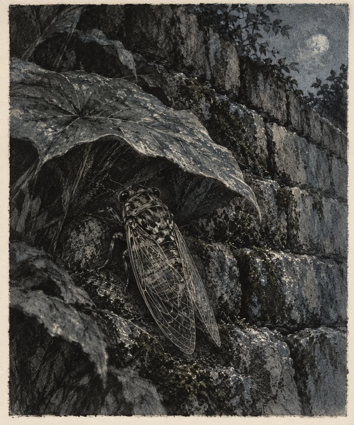Night Cicada · Drypoint Burr